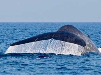 whale watching mirissa